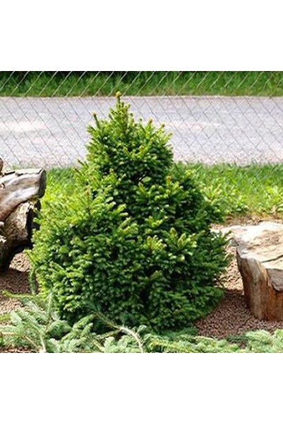 Ялина звичайна Беррі 